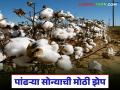 Cotton Market : पांढरे सोने चमकले; मानवत बाजारात दराचा नवा विक्रम - Marathi News | latest news Cotton Market: White gold shines; New record price in the cotton market | Latest agriculture News at Lokmat.com