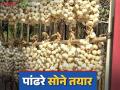 Alibaug White Onion : अलिबागमध्ये यंदा पाच हजार मेट्रिक टन पांढऱ्या कांद्याचे उत्पादन होणार; कांदा लवकरच बाजारात येणार - Marathi News | Alibaug White Onion : Five thousand metric tons of white onion will be produced in Alibaug this year; It will be available in the market soon | Latest agriculture News at Lokmat.com