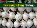 अलिबागचा पांढरा कांदा आला बाजारात; काय चाललाय बाजारभाव - Marathi News | Alibaug's white onion hit the market; What is the market price? | Latest agriculture News at Lokmat.com
