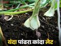 Alibaug White Onion : अलिबागचा प्रसिद्ध पांढरा कांदा यंदा उशिरा बाजारात येणार - Marathi News | Alibaug White Onion : The famous white onion of Alibaug will be in the market late this year | Latest agriculture News at Lokmat.com