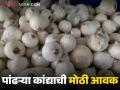 कर्नाटकातून पांढऱ्या कांद्याच्या बाराशे पिशव्यांची सोलापूर बाजारात आवक; वाचा कसा मिळतोय दर? - Marathi News | Twelve hundred bags of white onions arrive in Solapur market from Karnataka; Read how the price is being obtained? | Latest agriculture News at Lokmat.com