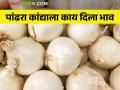 अलिबागचा औषधी पांढरा कांदा आला बाजारात; कसा मिळतोय कांदा बाजारभाव - Marathi News | Medicinal white onion of Alibaug hit the market; How is the market price onion? | Latest agriculture News at Lokmat.com