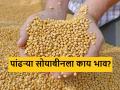 Soybean Bajarbhav : लातुरात पांढऱ्या सोयाबीनला काय भाव मिळाला? वाचा आजचे बाजारभाव  - Marathi News | Latest News Todays Soybean Market price in latur, jalna market yard check bajarbhav | Latest agriculture News at Lokmat.com