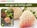 वाई तालुक्यातील युवा शेतकऱ्याची कमाल; सहापट उत्पन्न देणाऱ्या पांढऱ्या स्ट्रॉबेरीने केली धमाल - Marathi News | young farmer in wai taluka outstanding farming; take the six time yield of white strawberry crop | Latest agriculture News at Lokmat.com