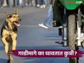 रस्त्याने जात असलेल्या गाडीमागे अचानक का धावतात कुत्री? कारण वाचून व्हाल अवाक्! - Marathi News | Why Dogs Chase Bikes Or Car? Know the reason | Latest jarahatke News at Lokmat.com