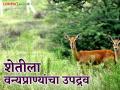 Wildlife and Farmers : अन्नाच्या शोधात वन्यजीव पिकावर मारतात ताव - Marathi News | Wildlife and Farmers: Wildlife attacks crops in search of food | Latest agriculture News at Lokmat.com