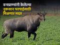 वन्यप्राण्यांपासून होणाऱ्या नुकसानभरपाईत सात वर्षांनी वाढ - Marathi News | Increase in wildlife compensation after seven years | Latest agriculture News at Lokmat.com