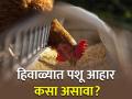 पशूपालकांसाठी महत्वाचे! हिवाळ्यात पशु आहार कसा असावा? - Marathi News | | Latest agriculture News at Lokmat.com