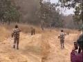 धाडस की मूर्खपणा...८ सेकंदचा व्हायरल व्हिडिओ पाहून अंगावर काटा येईल; काय घडलं? - Marathi News | A video of a forest employee running behind a tiger in Panna goes viral | Latest social-viral News at Lokmat.com