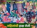 द्राक्षबाग व्यवस्थापनासाठी लाखेवाडीच्या सरपंचबाईंनी तयार केली महिलांची फौज - Marathi News | Sarpanchbai of Lakhewadi formed a women's army for vineyard management | Latest agriculture News at Lokmat.com