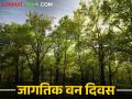 वनक्षेत्र ३३ टक्के असणे गजरेचे परंतु देशात उरली केवळ एवढीच वनराई - Marathi News | It is alarming that the forest area is 33 percent, but only this amount of forest remains in the country | Latest agriculture News at Lokmat.com