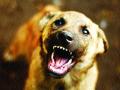 नागोठण्यात दोन दिवसांत २१ जणांना कुत्र्याने घेतला चावा - Marathi News | Two persons have been taken to the dogs for the last two days | Latest raigad News at Lokmat.com