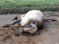 सुधागडात गोवंश हत्येमुळे खळबळ - Marathi News | Sadhgadat cattle murder sensation | Latest raigad News at Lokmat.com