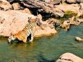 'कॉलरवाली' वाघिणीच्या हृदयात दडली होती ‘माय’! - Marathi News | legendary tigress collarwali who gave birth to 29 cubs | Latest nagpur News at Lokmat.com