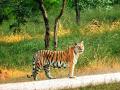 पेंचच्या प्रसिद्ध 'काॅलरवाली' वाघिणीचा मृत्यू - Marathi News | collarwali tigress dies at 16 in madhya pradesh's pench tiger reserve | Latest nagpur News at Lokmat.com
