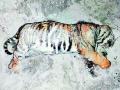 चंद्रपूर जिल्ह्यात एकाच दिवशी वाघाच्या दोन दुर्दैवी घटना - Marathi News | Two tigers found dead in Chandrapurs sawli tehsil and morwa area | Latest chandrapur News at Lokmat.com