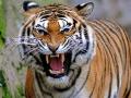 वाघाच्या हल्ल्यात युवक जागीच ठार, मूल तालुक्यातील घटना - Marathi News | young man dies in tiger attack in mul tehsil | Latest chandrapur News at Lokmat.com