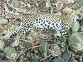 माकडाची शिकार करण्याच्या नादात बिबट्याचा गेला जीव - Marathi News | A leopard that climbed a tree to hunt a monkey fell to the ground and died | Latest vardha News at Lokmat.com