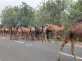 कत्तलीसाठी नेण्यात येणारे ५८ उंट ताब्यात, अमरावती पोलिसांची कारवाई - Marathi News | Amravati police seize 58 camels being taken for slaughter to hyderabad | Latest amravati News at Lokmat.com