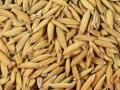 भातपिकाचे वाण निघाले भेसळ!; शेतकऱ्याची फसवणूक - Marathi News | adulterated paddy seeds sell to a farmer in lakhni tehsil | Latest bhandara News at Lokmat.com