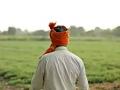वनहक्क जमीनधारक शेतकऱ्यांसाठी पीक विमा दिवास्वप्न ! - Marathi News | Crop insurance is a daydream for farmers with forest rights! | Latest chandrapur News at Lokmat.com