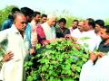 यशवंत सिन्हा यांनी केली बोंडअळीग्रस्त कपाशीची पाहणी - Marathi News | Yashwant Sinha made an inspection of the bollworm cover | Latest akola News at Lokmat.com