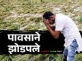 Crop Damage : ऐन हंगामात वादळी पावसाने झोडपले; वादळाने छप्पर उडाले, झाडे कोसळली - Marathi News | Crop Damage : stormy rains lashed during the season in yavatmal | Latest agriculture News at Lokmat.com