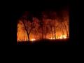 यवतमाळच्या करळगाव जंगलाला भीषण आग - Marathi News | fire in Karalgaon forest of Yavatmal | Latest yavatmal News at Lokmat.com