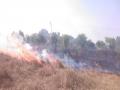 येलदरी येथे वन विभागाच्या रोपवाटिकेला आग; हजारो रोपटे जळाली - Marathi News | A fire in the forest department's Nursery at Yeldari; Thousands of saplings burnt | Latest parabhani News at Lokmat.com