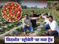 Young Farmers Success Story : विदर्भात 'स्ट्रॉबेरी क्रांती'! चार तरुणांचा शेतीत गोड यशाचा फॉर्म्युला वाचा सविस्तर - Marathi News | latest news Young Farmers Success Story: 'Strawberry Revolution' in Vidarbha! Read the formula for sweet success in agriculture of four young people in detail | Latest agriculture News at Lokmat.com