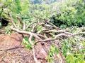 वादळी वाऱ्याने तळेबाजार, वरेरी परिसरातील बागायतदारांना फटका - Marathi News | The storm hit gardeners in Talebazar and Wareri areas | Latest sindhudurga News at Lokmat.com
