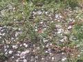 रब्बी पिकांचे प्रचंड नुकसान  - Marathi News | Heavy loss of rabi crops in nagpur | Latest nagpur News at Lokmat.com