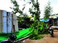 जिल्ह्यात काही ठिकाणी पावसाच्या सरी; झाडही पडले - Marathi News |  Rain showers at some places in the district; The tree also fell | Latest vasai-virar News at Lokmat.com