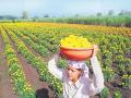 अपार मेहनत आणि जिद्दीच्या बळावर फुलविली झेंडूची शेती - Marathi News | Farmer succeed in marigold farming by hard work and dedication | Latest chandrapur News at Lokmat.com