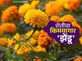 झेंडू पिकाचे शेतीमध्ये होणारे असंख्य फायदे माहिती आहेत का? वाचा सविस्तर - Marathi News | Do you know the numerous benefits of marigold crop in agriculture? Read in detail | Latest agriculture News at Lokmat.com