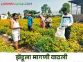 झेंडूच्या फुलांनी शेतकऱ्याच्या जीवनात दरवळला 'सुगंध' - Marathi News | Marigold flowers add 'fragrance' to farmer's life | Latest agriculture News at Lokmat.com