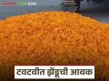 Zendu Flower Market : अतिवृष्टीतही झेंडूची टवटवीत आवक; मात्र भावात चढ-उतार वाचा सविस्तर - Marathi News | latest news Zendu Flower Market: Fresh arrival of marigolds even in heavy rain; However, prices fluctuate Read in detail | Latest agriculture News at Lokmat.com