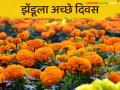 Zendu farming : दिवाळीला बाजारात झेंडूची मागणीत वाढ; मिळतोय चांगला दर - Marathi News | Zendu farming: Increase in demand for marigolds in Diwali market | Latest agriculture News at Lokmat.com