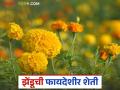Zendu Farming : 90 दिवसांत तयार होणारे झेंडूचे पुसा बहार 'हे' वाण, असे खरेदी करा बियाणे  - Marathi News | Latest News Agriculture news Pusa Bahar variety of marigold is ready in 90 days, buy seeds online | Latest agriculture News at Lokmat.com