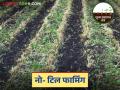 Zero Tillage Technology: शून्य मशागत तंत्र म्हणजे काय? जाणून घ्या या तंत्राविषयी सविस्तर - Marathi News | Zero Tillage Technology: latest news What is Zero Tillage Technology? Know more about this technology | Latest agriculture News at Lokmat.com