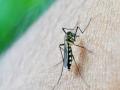Zika Virus: पुणेकरांना दिलासा! झिकाची साखळी तुटतेय; नव्या रुग्णाची नोंद नाही - Marathi News | Relief for the people of Pune Zika virus chain is breaking There is no record of new patient | Latest pune News at Lokmat.com