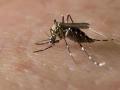 Zika Virus In Pune: ‘झिका’ चे उगमस्थान सापडेना; संसर्गामुळे डॉक्टरांची चिंता वाढली - Marathi News | Origin of Zika virus Undiscovered The infection raised the doctor anxiety in pune city | Latest pune News at Lokmat.com
