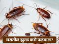घरातील झुरळ कसे बाहेर काढाल? जाणून घ्या सोपे उपाय! - Marathi News | How to get rid of cockroach easily | Latest health News at Lokmat.com