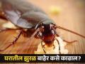 घरातील झुरळं लगेच होतील दूर; मसाल्यांचा 'असा' करा वापर! - Marathi News | Effective tips to get rid cockroaches from kitchen cockroach | Latest health News at Lokmat.com