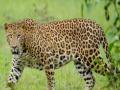 बिबट्याच्या हल्ल्यात तरुणी ठार, पुसद तालुक्यातील घटना - Marathi News | Young woman killed in leopard attack | Latest yavatmal News at Lokmat.com
