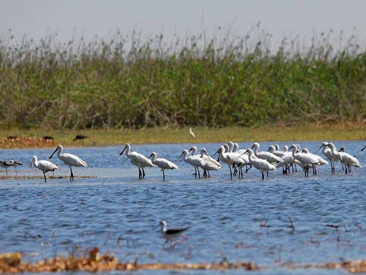 Nandur Madhmeshwar Bird sanctuary | Pimpalgaon Baswant