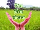 पीक विमा
