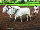 शेतकरी यशोगाथा