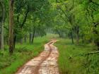 आंतरराष्ट्रीय वन दिन