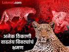 समजा अचानक समोर बिबट्या आलाच तर काय कराल? अशी घ्या खबरदारी - Marathi News | What would you do if a leopard suddenly appeared in front of you? Take these precautions bibtya news | Latest maharashtra Photos at Lokmat.com